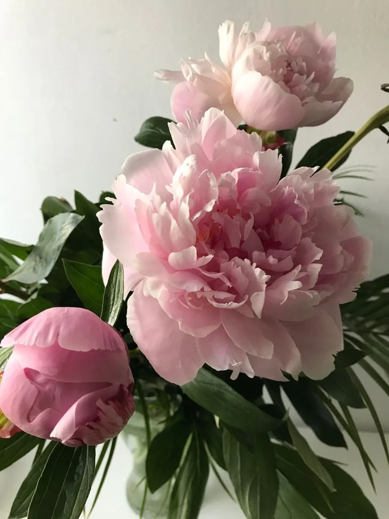 Ảnh hoa mẫu đơn để hình nền sẽ làm cho màn hình của bạn thêm sinh động