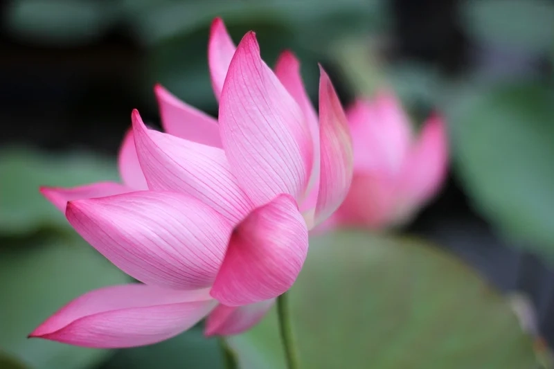 Ảnh hoa tulip cute mang đến sự dễ thương cho người xem