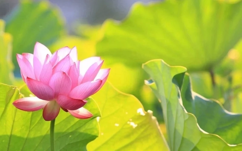 Ảnh hoa sen buồn thể hiện cảm xúc sâu lắng và đồng cảm