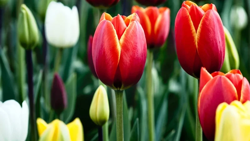 Ảnh hoa tulip chill mang đến sự thư giãn cho tâm hồn