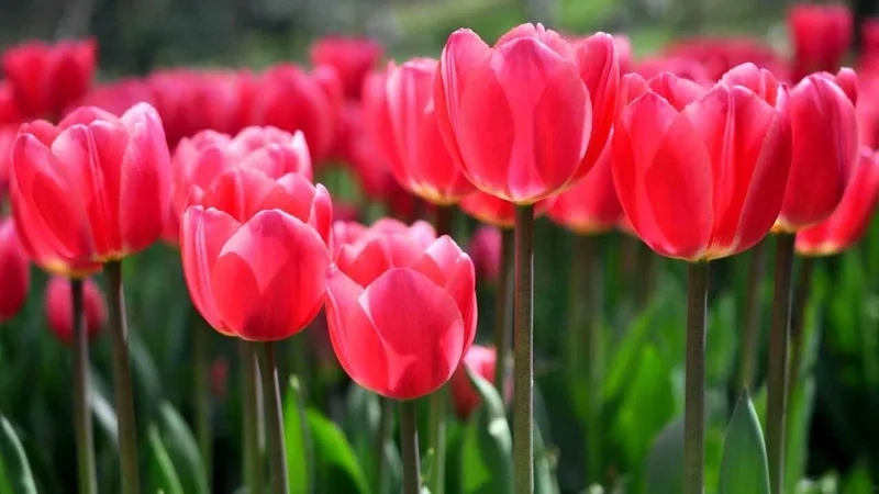 Ảnh hoa tulip đẹp sẽ khiến bạn không thể rời mắt