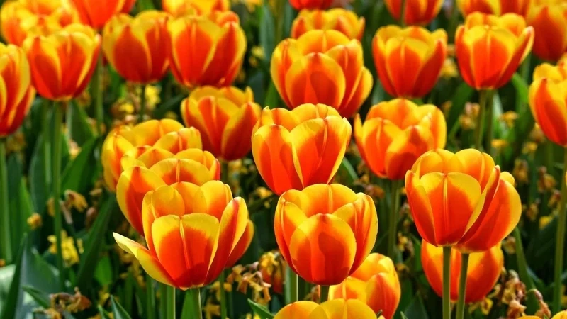 Ảnh vườn hoa tulip tạo nên không gian sống động và tươi mới