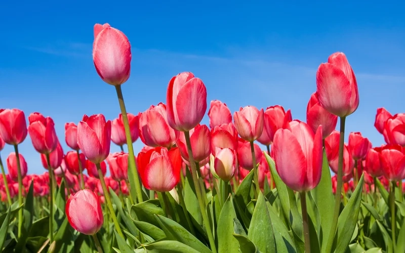 Hình ảnh hoa tulip chill sẽ mang lại cảm giác bình yên
