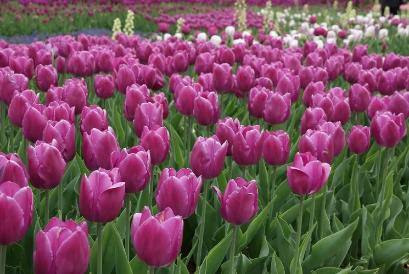 Ảnh hoa tulip hình nền sẽ làm cho màn hình của bạn thêm sắc nét