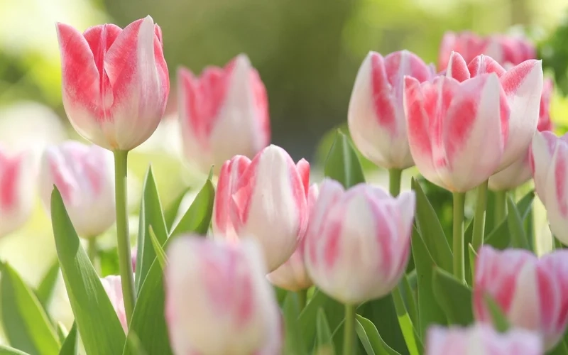 Ảnh hoa tulip sáng mang đến sự tươi mới cho không gian