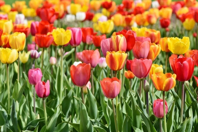 Ảnh hoa tulip Pinterest là nguồn cảm hứng tuyệt vời cho bạn
