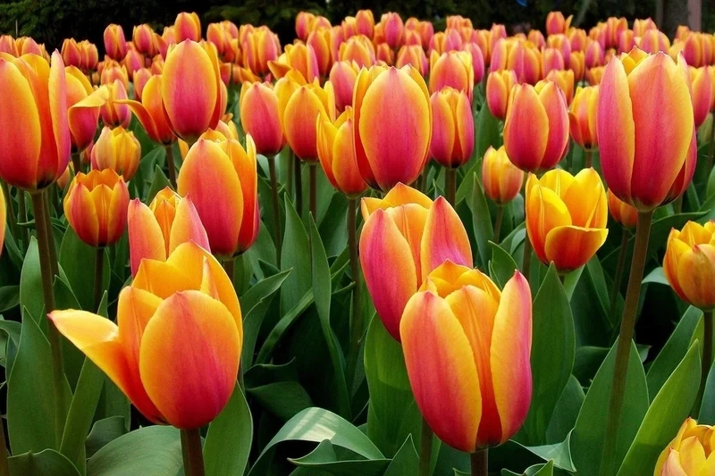 Hình ảnh hoa tulip đẹp sẽ khiến bạn cảm thấy vui vẻ hơn