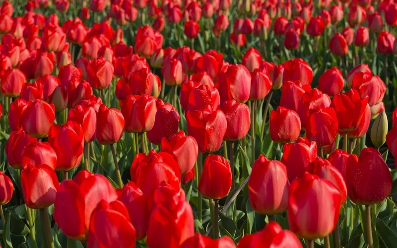 Ảnh hoa tulip đẹp nhất sẽ làm cho bạn cảm thấy thích thú