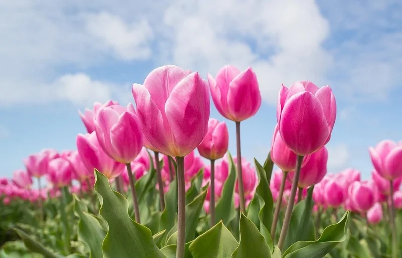 Tải ảnh hoa tulip đẹp nhất để làm mới bộ sưu tập của bạn