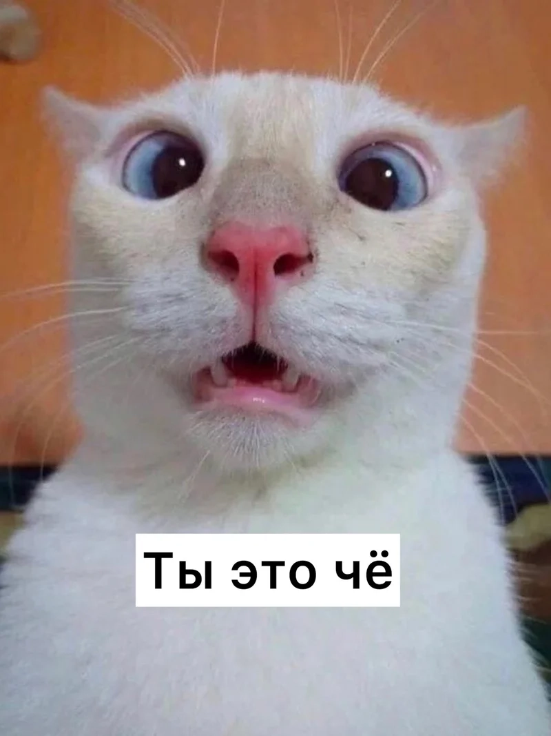 Ảnh meme mèo hài hước sẽ khiến bạn không thể rời mắt