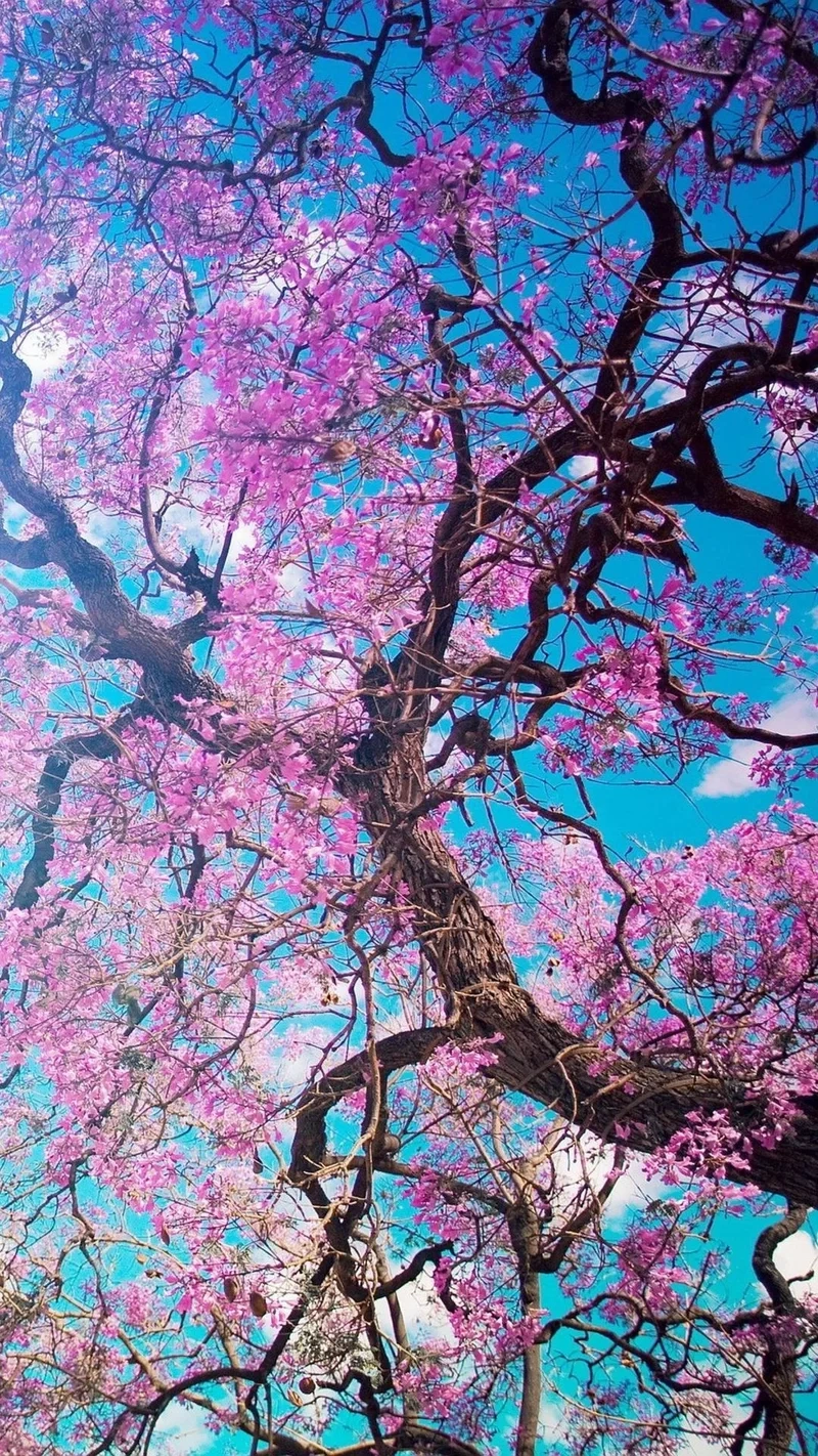 Hình nền điện thoại siêu đẹp mang đến sự sống động và phong cách riêng