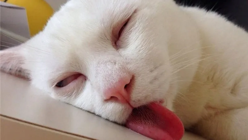 Khám phá ảnh chế meme mèo bựa khiến bạn không thể nhịn cười
