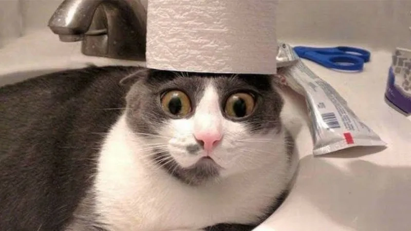 Mèo bựa meme là lựa chọn hoàn hảo cho những ai yêu thích sự ngộ nghĩnh