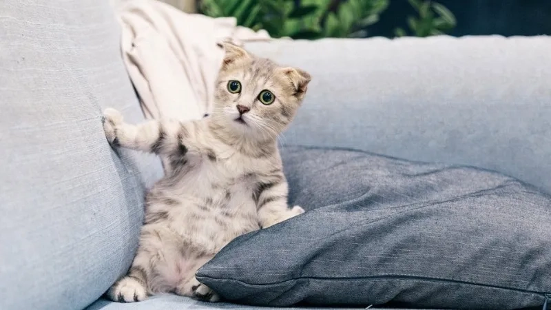 Cute meme mèo bựa sẽ làm cho bạn cảm thấy vui vẻ hơn