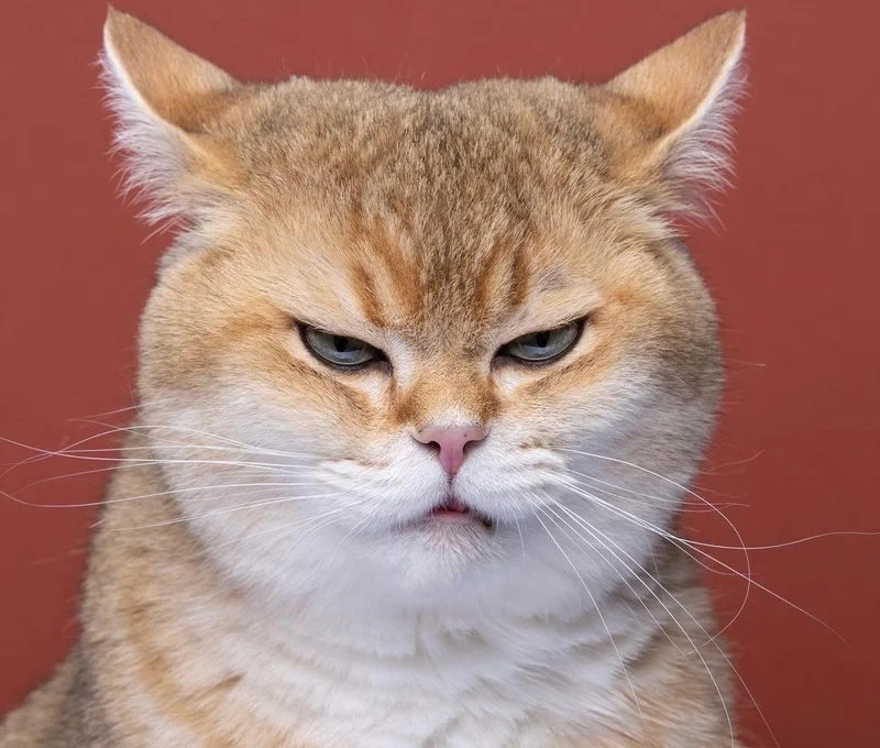 Meme ảnh mèo bựa cute sẽ làm cho bạn cảm thấy dễ thương hơn