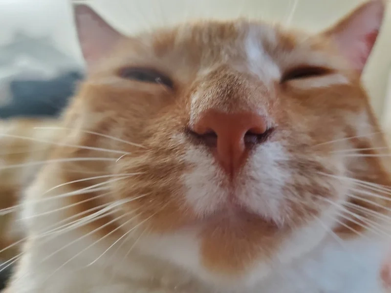 Cute ảnh chế meme mèo bựa là lựa chọn hoàn hảo cho fan yêu thích mèo