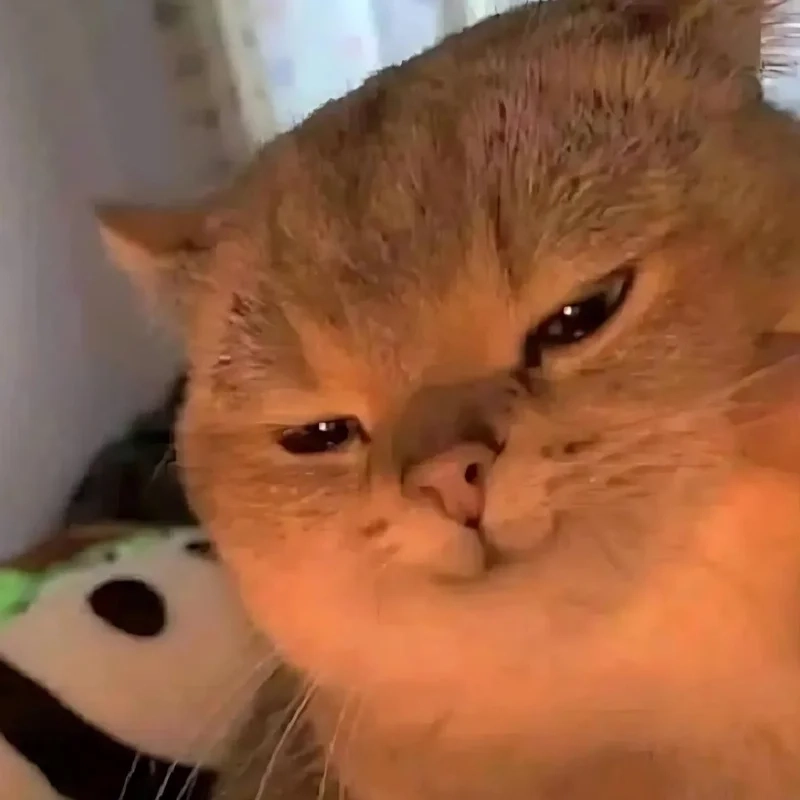 Avatar meme mèo bựa sẽ giúp bạn nổi bật trên mạng xã hội