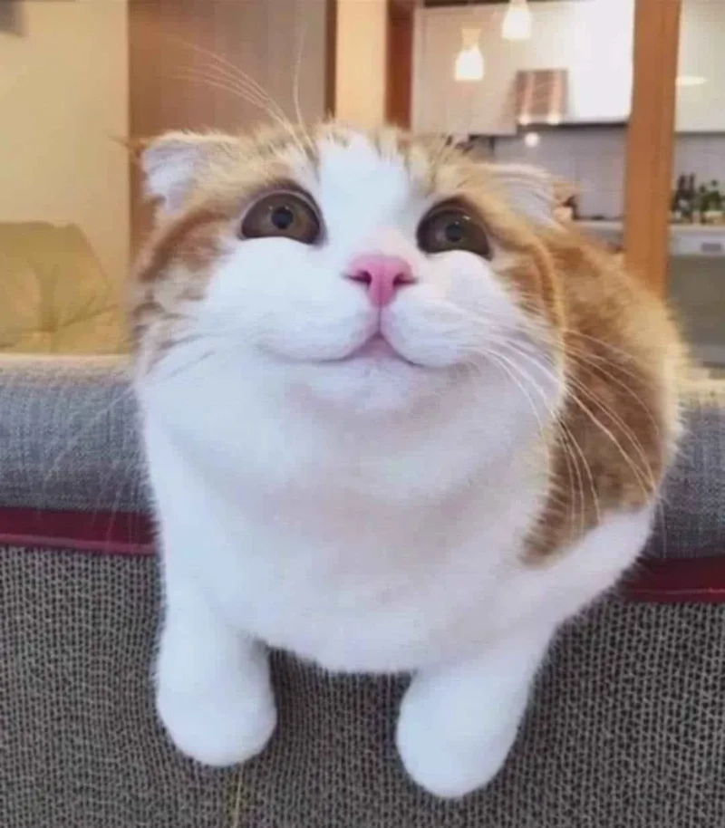 Ảnh meme mèo cười mang đến sự vui nhộn cho trang cá nhân của bạn