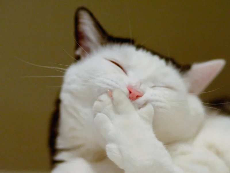 Meme mèo cười haha mang đến tiếng cười cho người xem