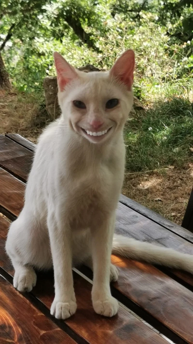 Meme con mèo cười sẽ làm cho bạn cảm thấy vui vẻ hơn