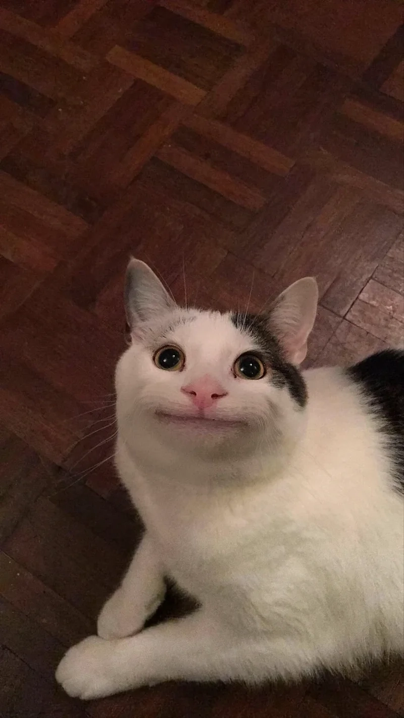 Meme mèo cười đểu mang đến sự hài hước và thú vị