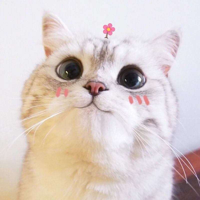 Meme ảnh mèo cute sẽ khiến bạn cảm thấy vui vẻ và phấn khích