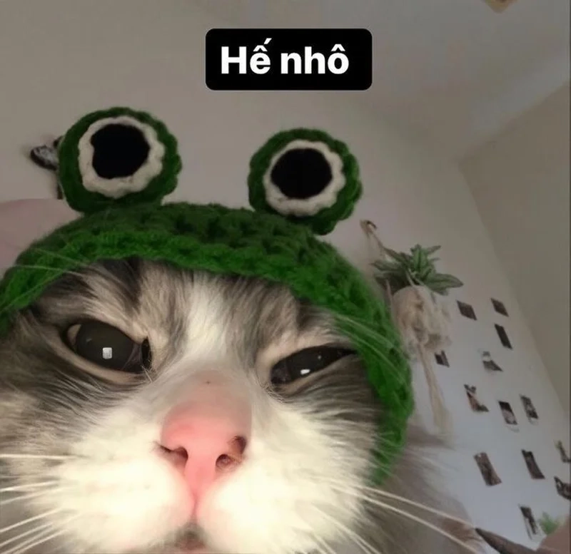 Avatar mèo cute meme là lựa chọn hoàn hảo cho những ai yêu thích sự ngọt ngào
