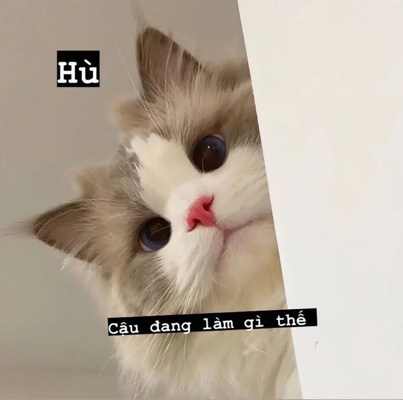 Ảnh meme mèo cute sẽ làm cho trang cá nhân của bạn thêm sinh động