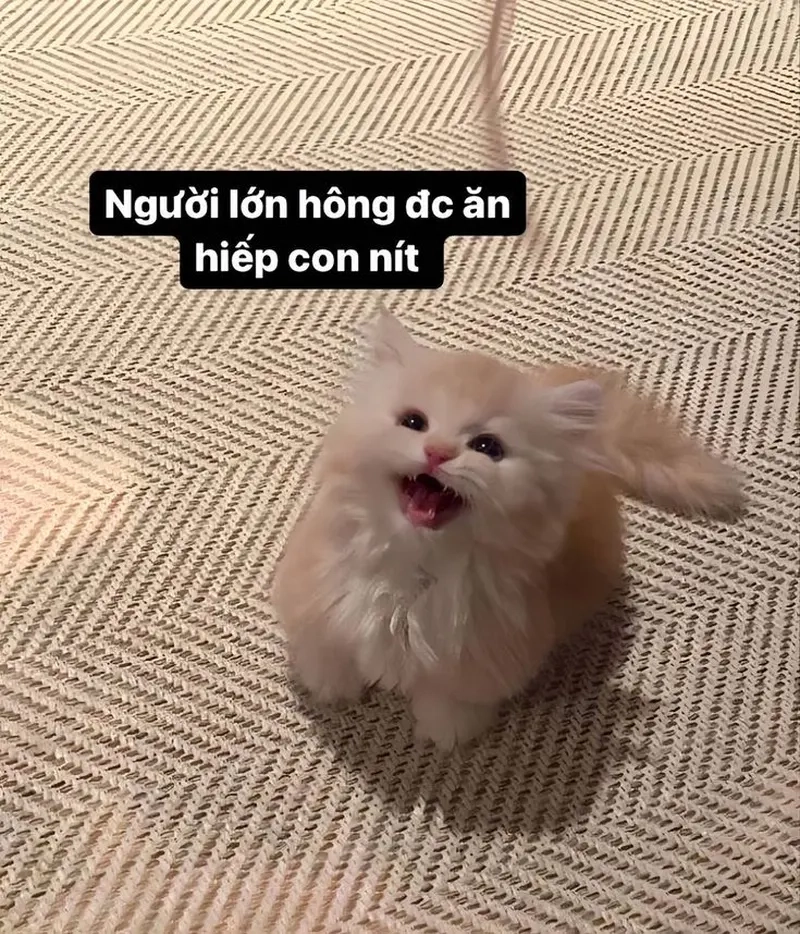 Ảnh mèo cute meme mang đến sự tươi mới và vui nhộn