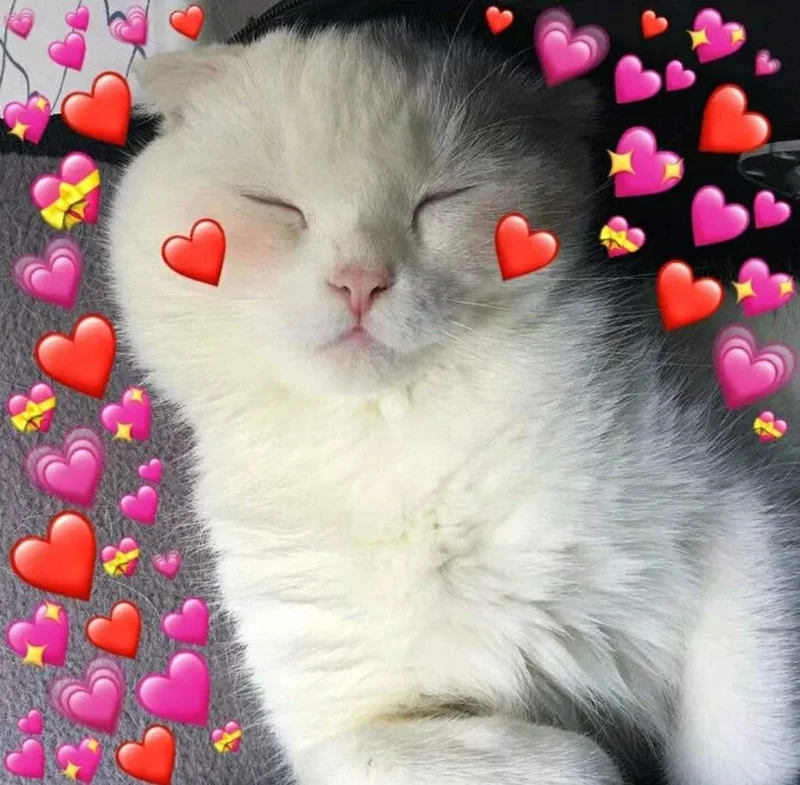 Meme ngộ nghĩnh ảnh mèo cute sẽ khiến bạn không thể rời mắt
