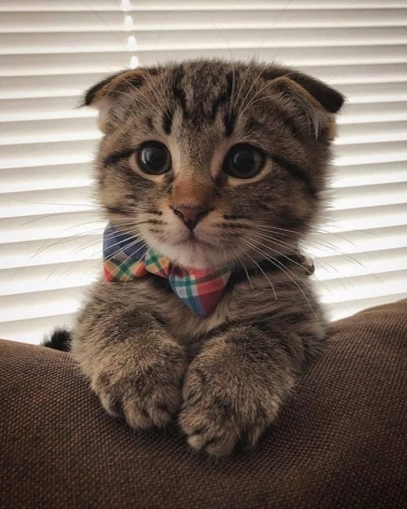 Meme mèo cute cười mang đến sự vui vẻ và hạnh phúc