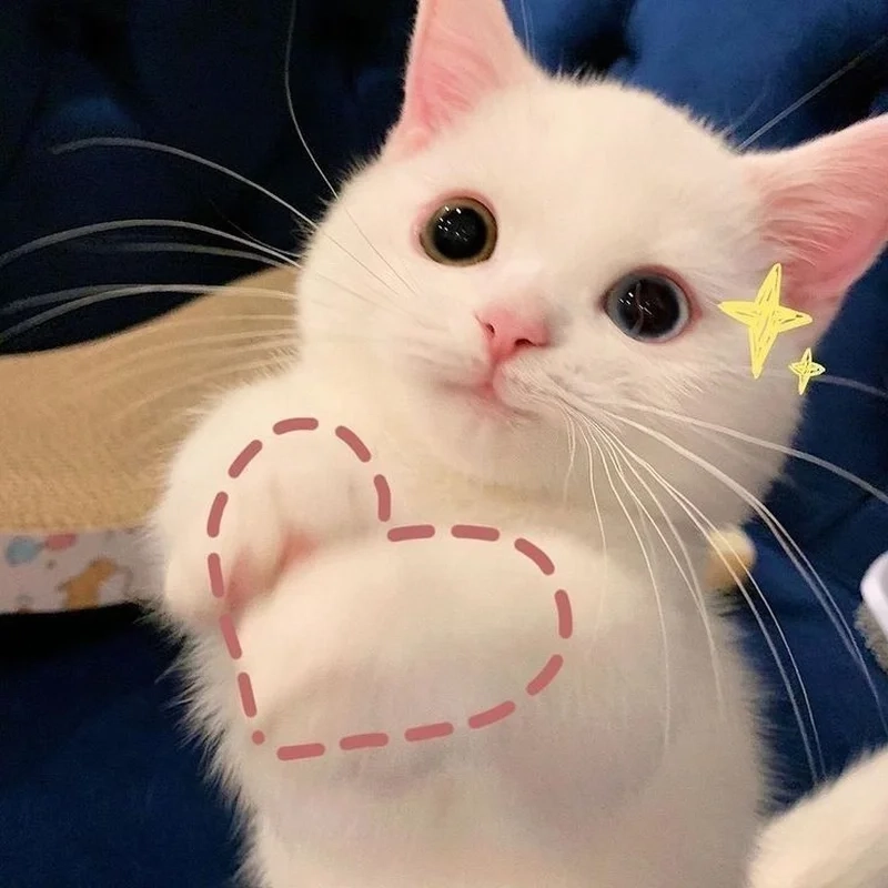 Cute meme mèo cute là lựa chọn lý tưởng cho fan yêu thích mèo