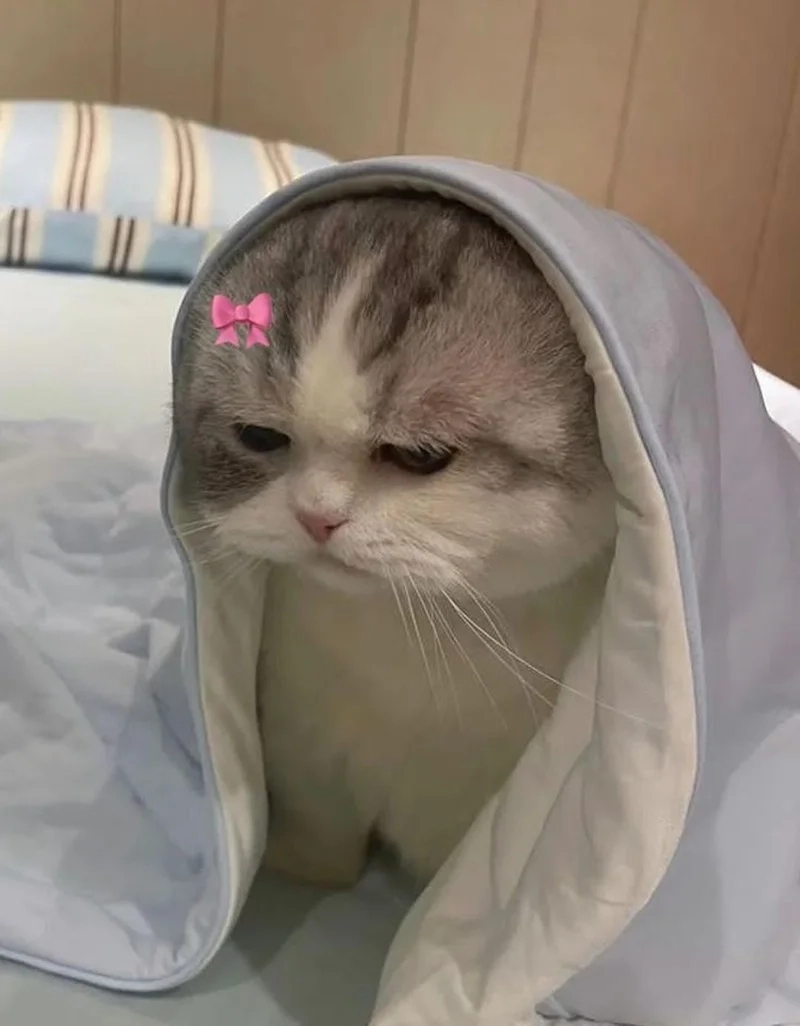Meme con mèo cute sẽ làm cho bạn cảm thấy dễ thương hơn