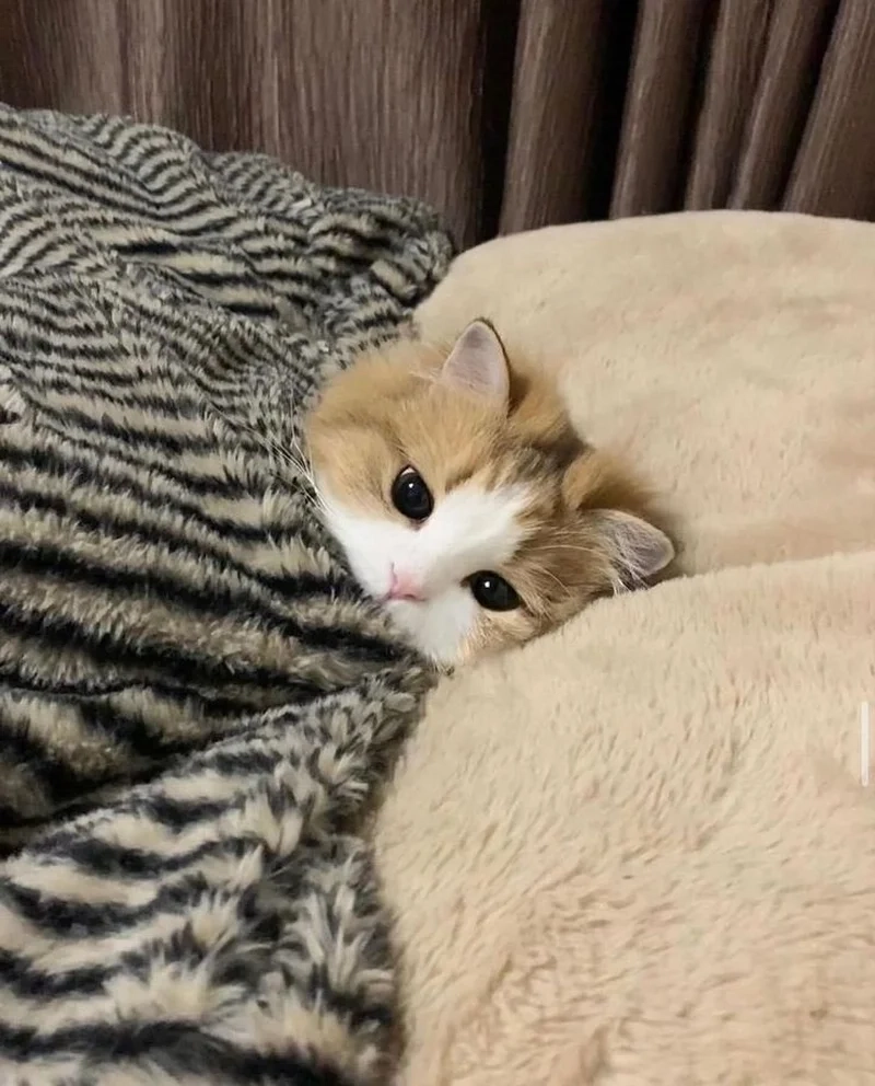 Hình ảnh meme mèo cute sẽ khiến bạn cảm thấy vui vẻ và phấn khích