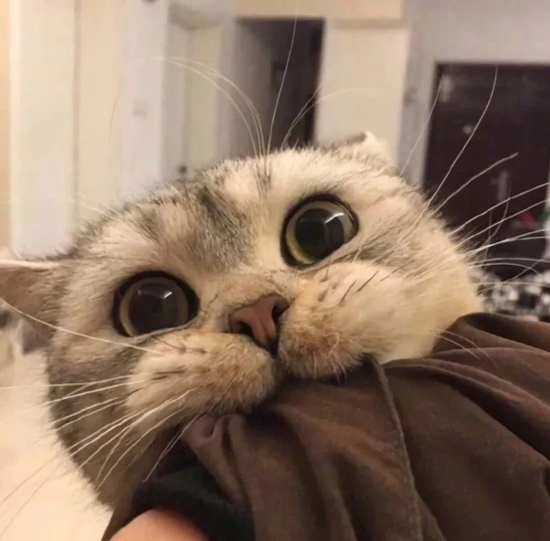 Mèo cute meme mang đến sự dễ thương và vui nhộn cho người xem