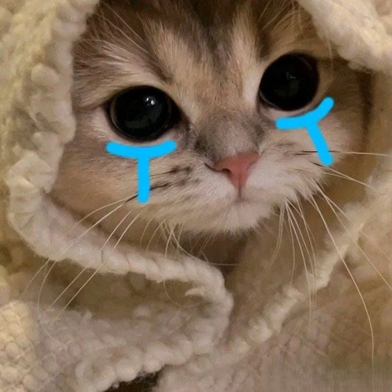 Meme mèo khóc cute sẽ khiến bạn cảm thấy đồng cảm