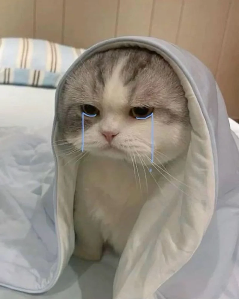 Mèo khóc meme thể hiện sự đáng yêu và ngộ nghĩnh