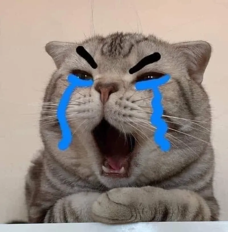 Meme con mèo khóc mang đến cảm xúc sâu lắng cho người xem
