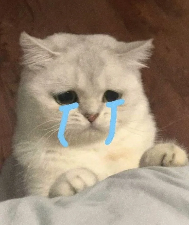 Meme mèo khóc like thể hiện sự hài hước và đáng yêu