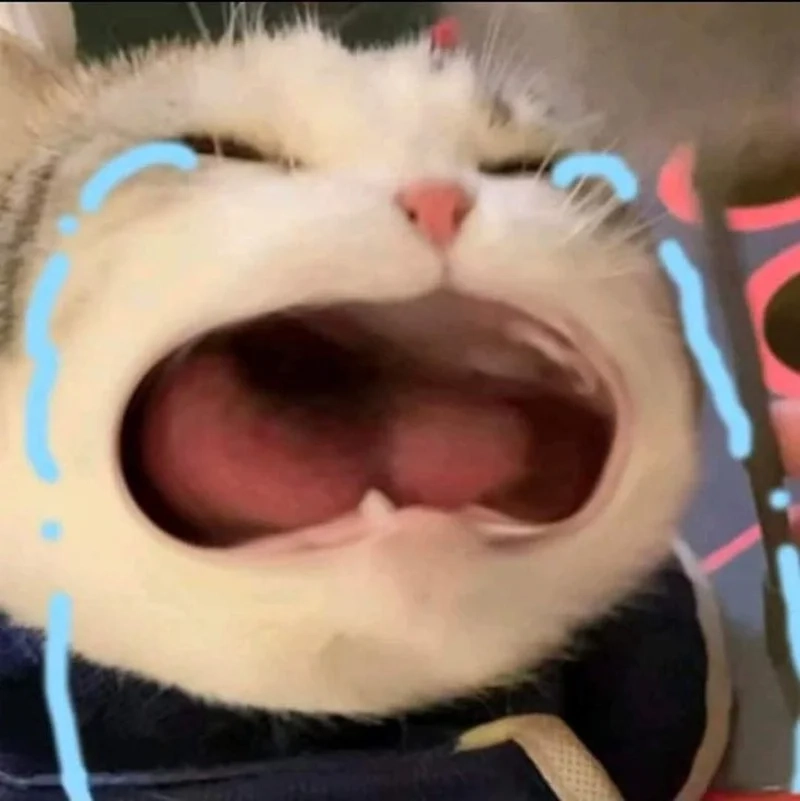 Ảnh meme mèo khóc mang đến sự đồng cảm và vui nhộn