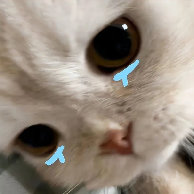 Ảnh mèo khóc meme sẽ khiến bạn cảm thấy dễ thương hơn