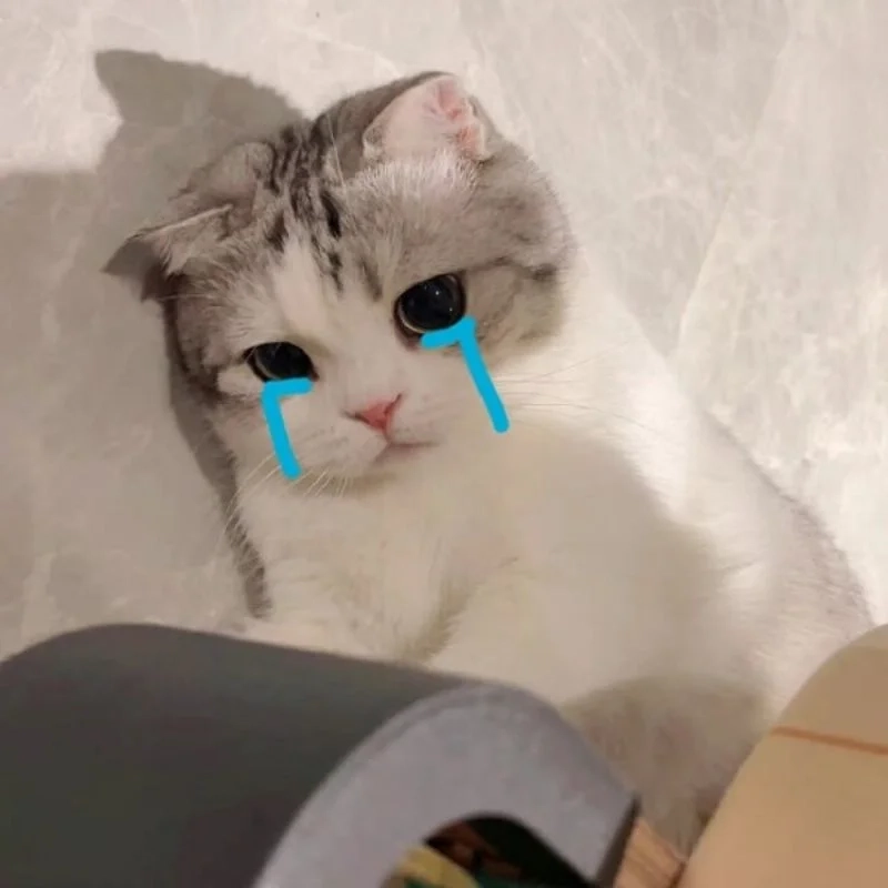 Meme mèo khóc bựa sẽ làm cho bạn không thể rời mắt