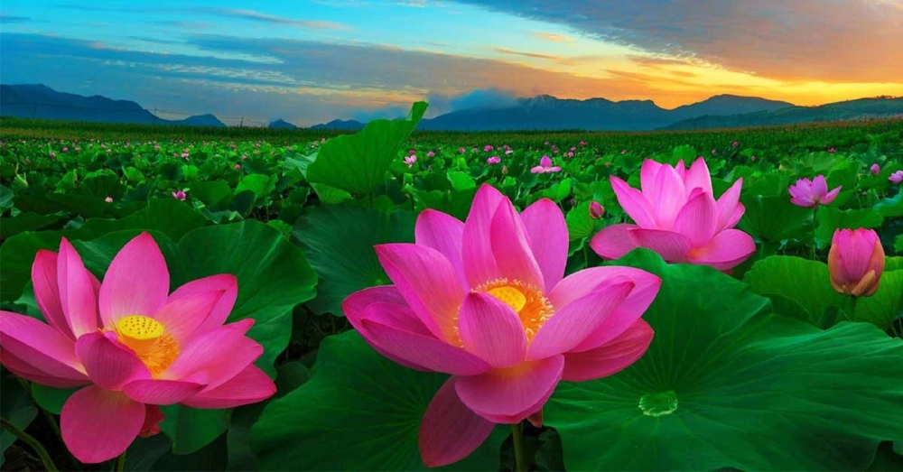 Khám phá avatar hoa sen phật giáo yên bình và tĩnh tâm