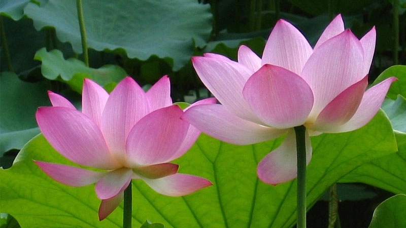 Trang trí thiết bị bằng hình nền avatar hoa sen độc đáo