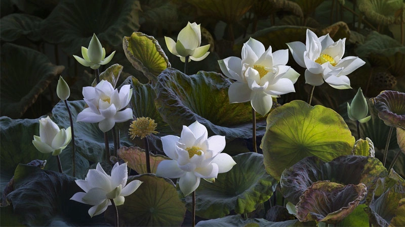 Tạo cảm giác thanh khiết với avatar hoa sen trắng nhẹ nhàng