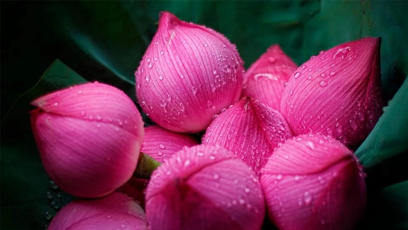 Khởi đầu mới tràn đầy hy vọng cùng avatar hoa sen búp