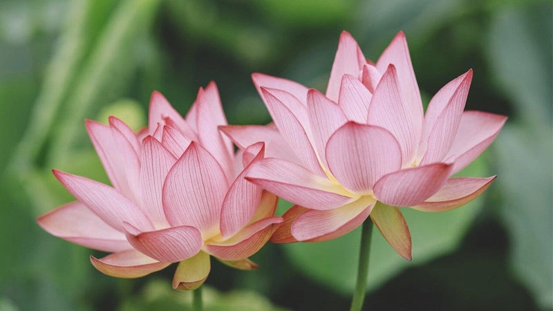 Thể hiện gu thẩm mỹ với avatar hoa sen nghệ thuật tinh xảo