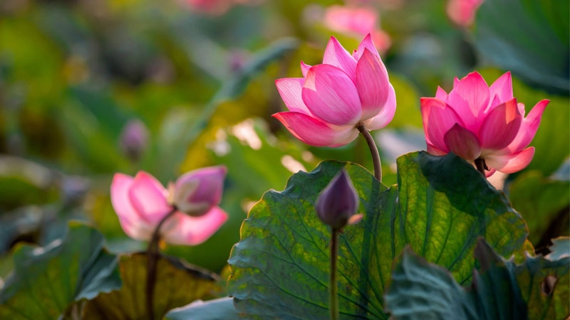 Tìm sự an yên trong avatar hoa sen tĩnh tâm nhẹ nhàng