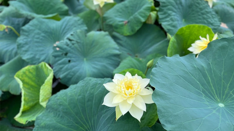 Diễn đạt cảm xúc riêng với avatar hoa sen tâm trạng dịu dàng