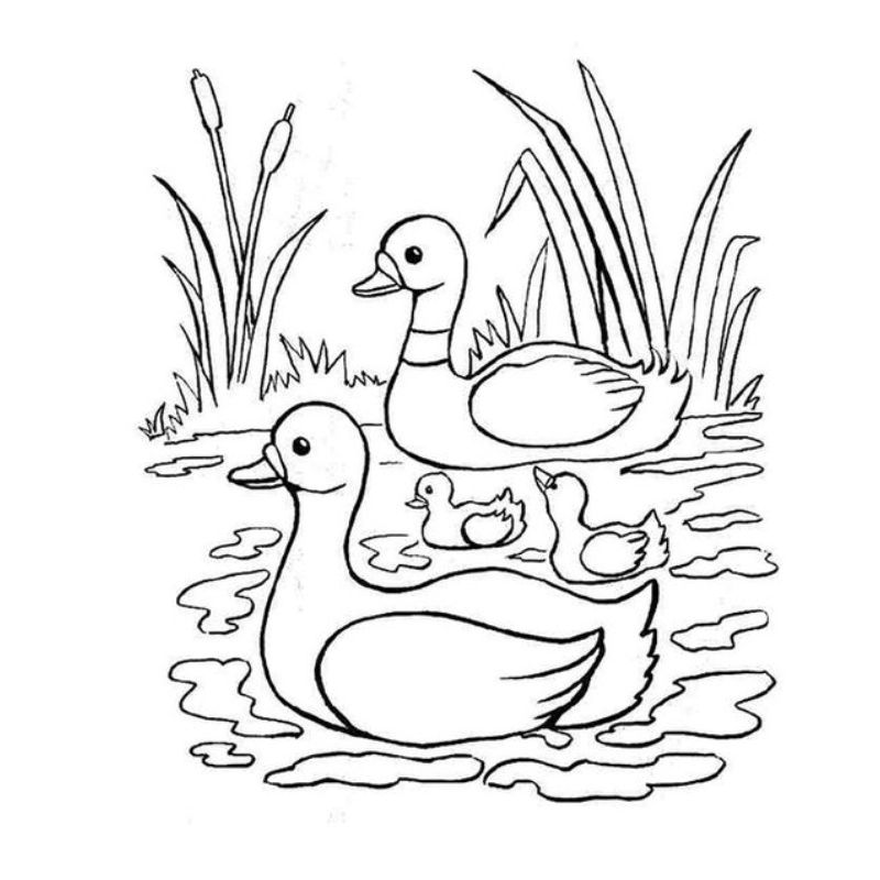 Tìm kiếm tranh tô màu vịt dễ tô dành cho bé